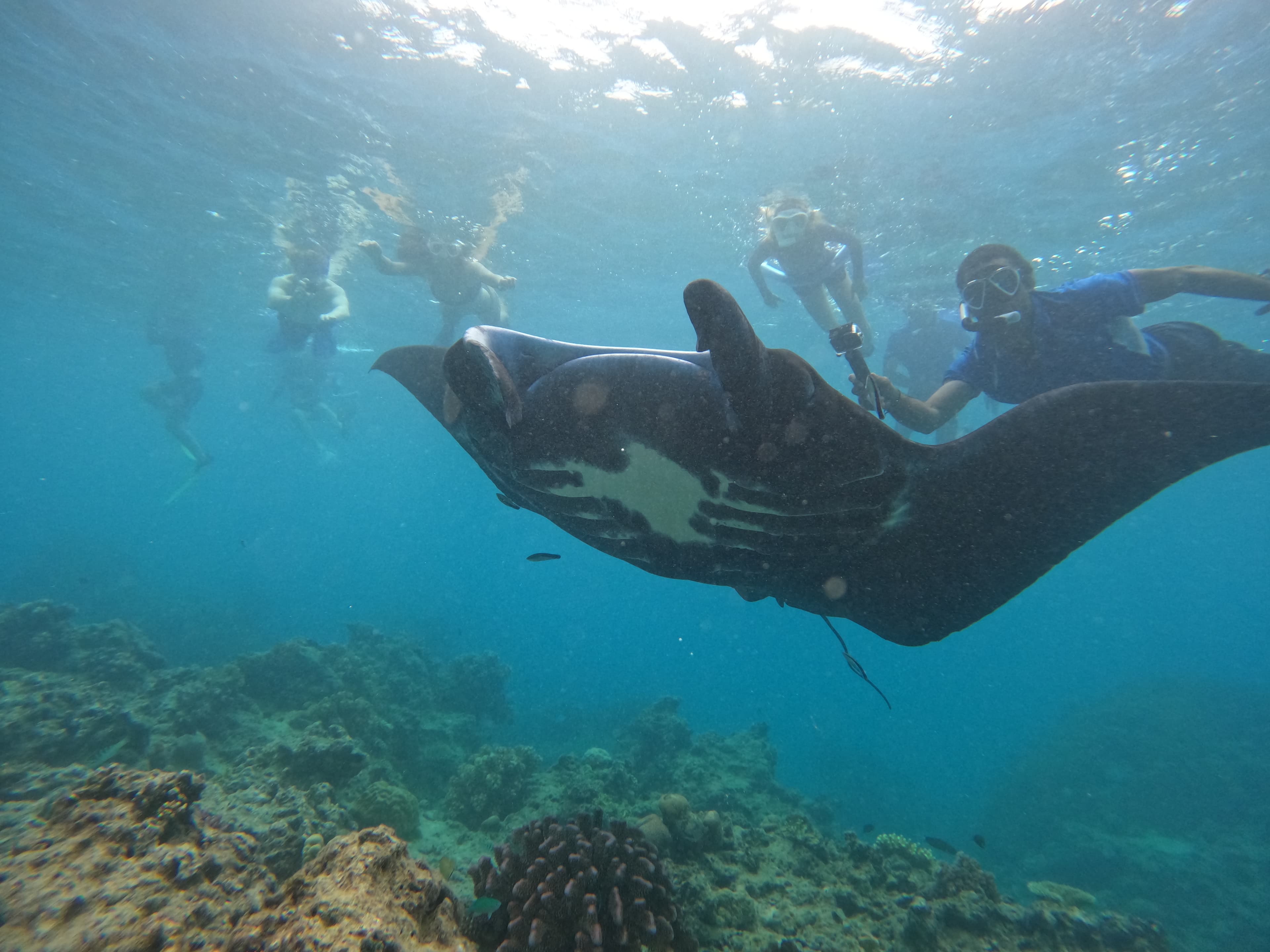 Giant Manta Ray in Fiji waters