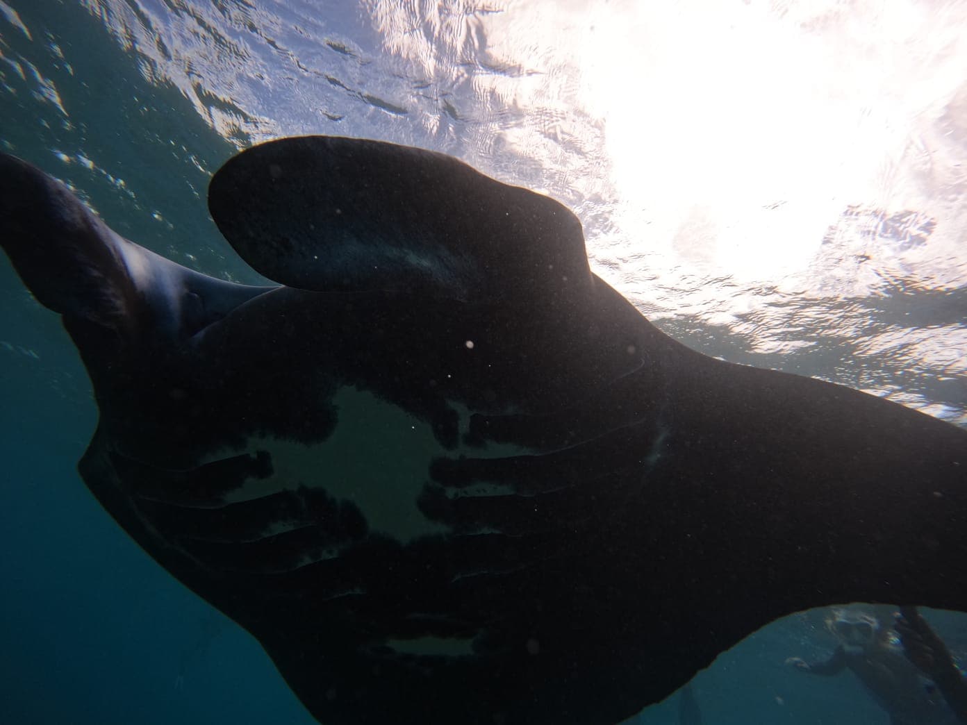 Manta ray encounter at Bulia Island