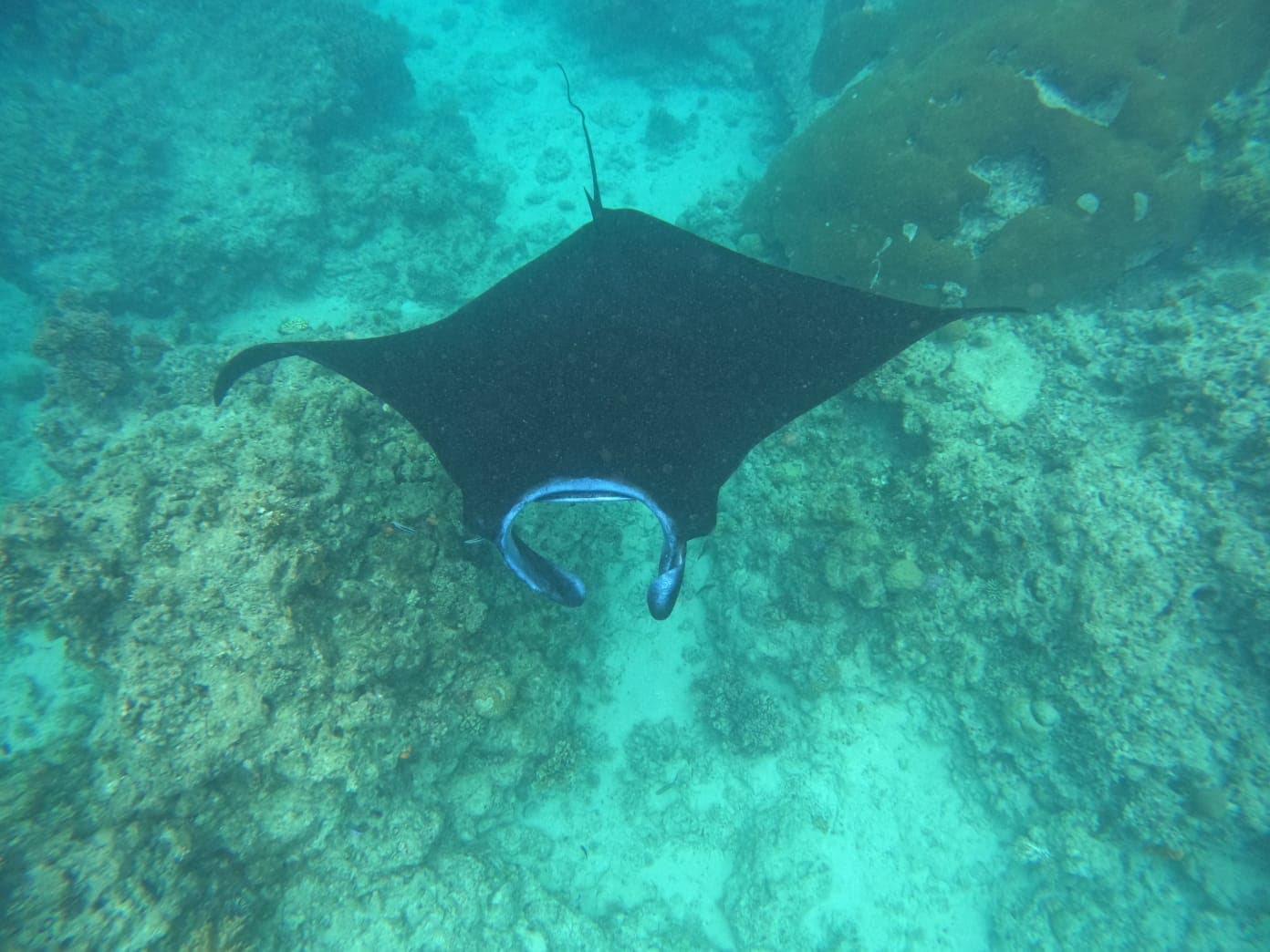 Bulia Island manta ray cleaning station