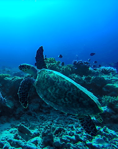 Turtle swimming in reef