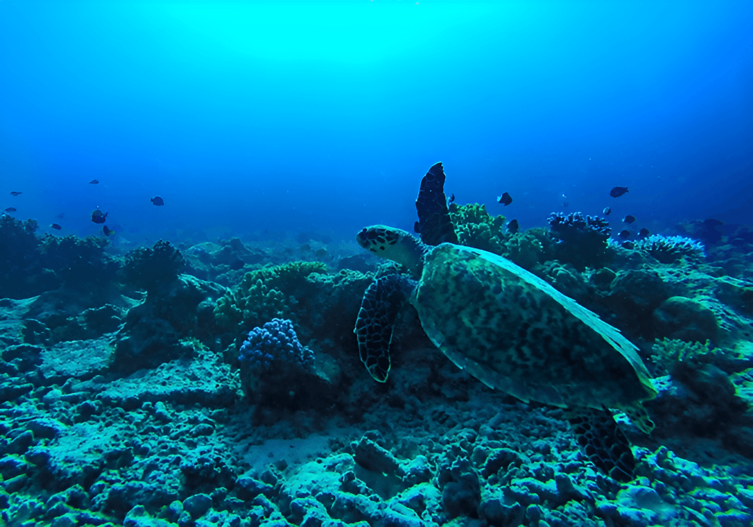 Scuba Diving at Papageno Resort & Dive