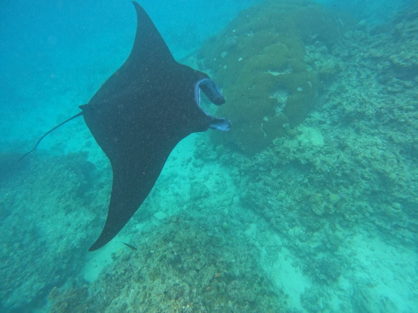 Manta Ray Encounters